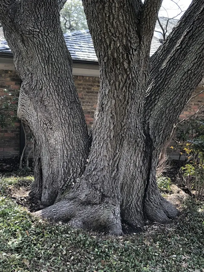 Mature heritage tree close to a Hanover property cared for by certified arborists